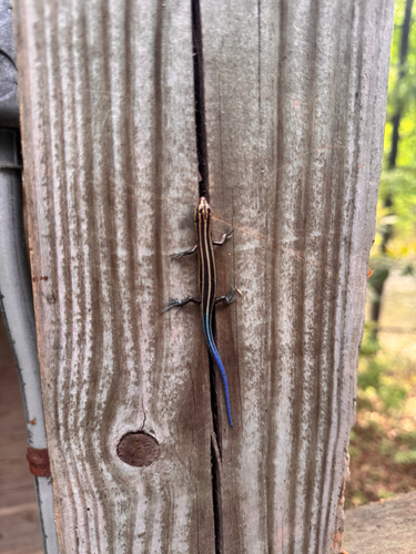 Common Five-lined Skink observed by rolypolyjolie