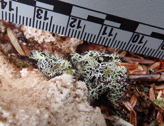 Hypogymnia lophyrea