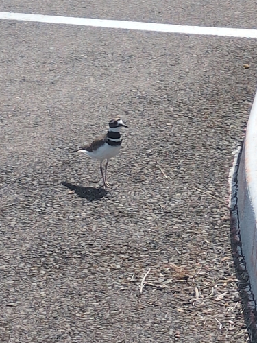 Killdeer observed by rebeccalexa