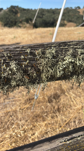 iNaturalist observation photo of bushy lichens