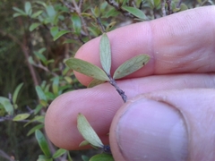 Coprosma propinqua propinqua
