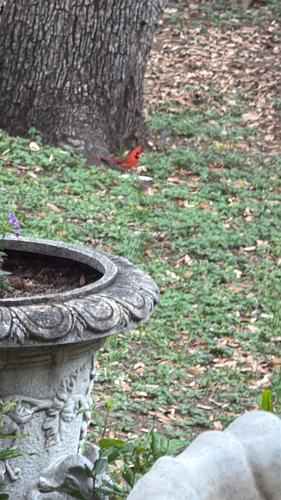 Northern Cardinal observed by sarah49535