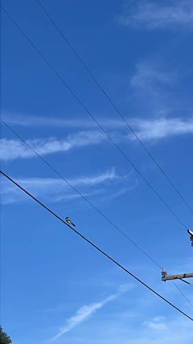iNaturalist observation photo of Perching Birds