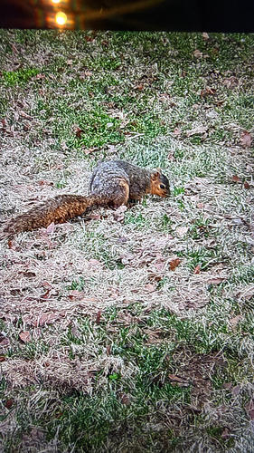 Eastern Fox Squirrel observed by kayladunklee