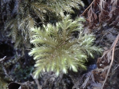 Hypnodendraceae
