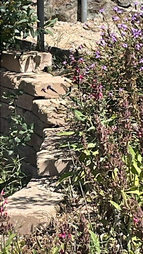 iNaturalist observation photo of Anna's and Costa's Hummingbirds