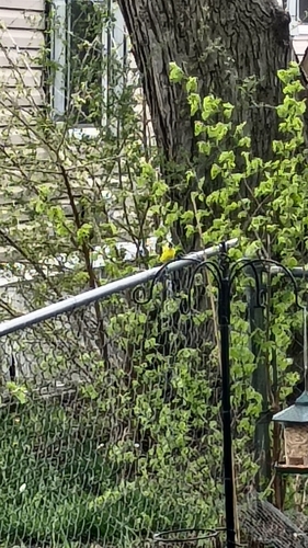 American Goldfinch observed by lavendersunflowers8647