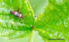 Closterotomus biclavatus