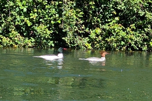 Common Merganser observed by bug_stalker