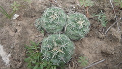 Coryphantha pycnacantha