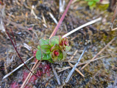 Rhexia nuttallii