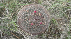 Mammillaria rhodantha
