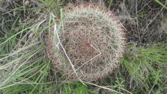 Mammillaria rhodantha