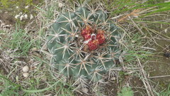 Coryphantha pycnacantha