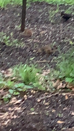 Eastern Chipmunk observed by noblesvillehockey41