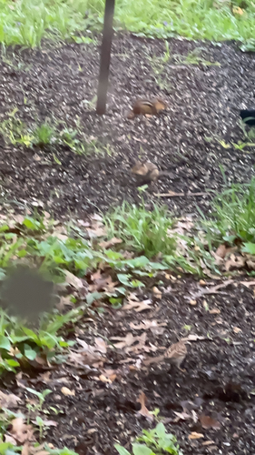 Eastern Chipmunk observed by alymad28