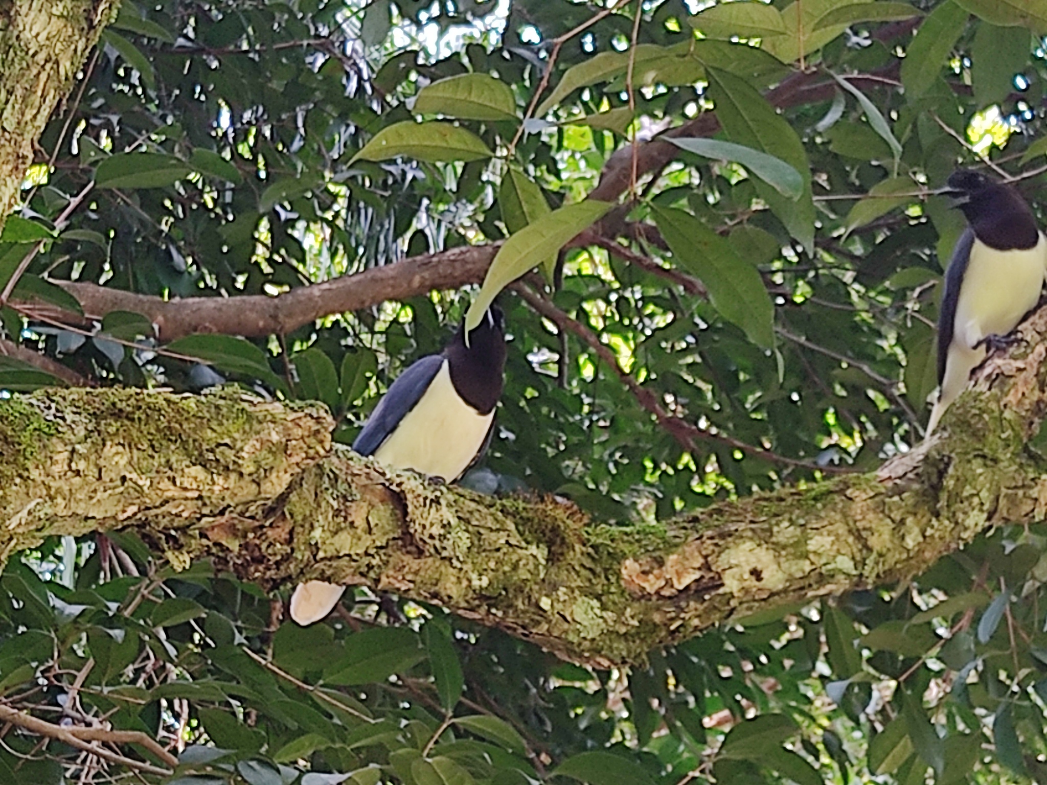 Curl-crested Jay (Cyanocorax cristatellus), photo 4