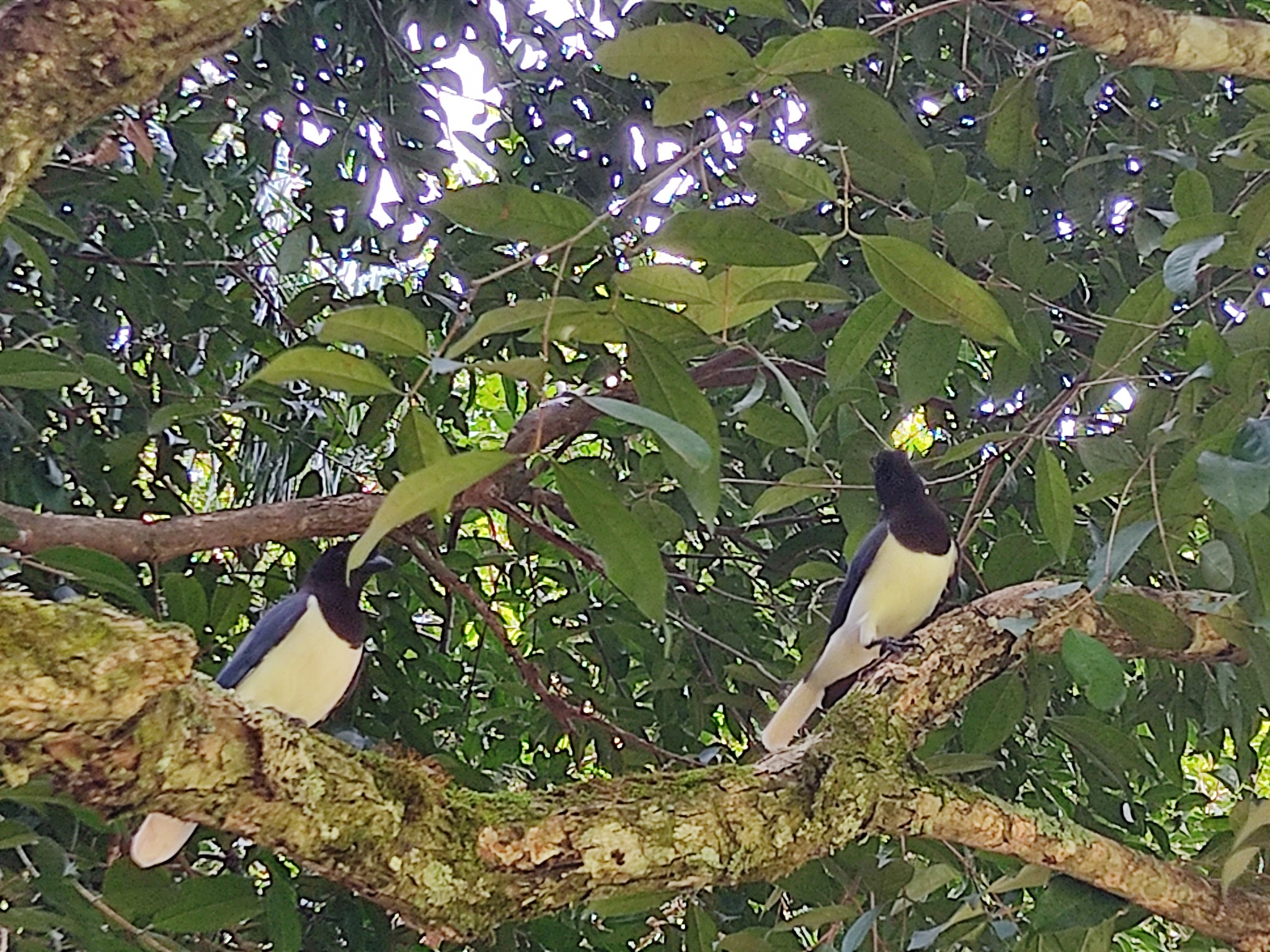 Curl-crested Jay (Cyanocorax cristatellus), photo 3