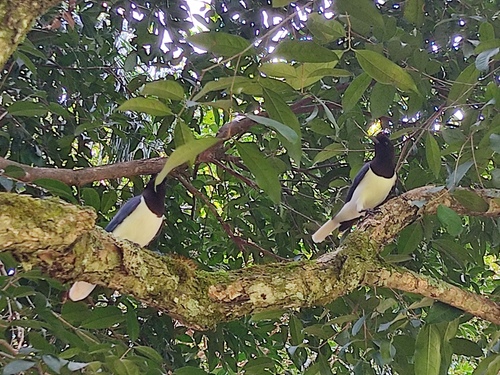 Curl-crested Jay (Cyanocorax cristatellus), photo 2