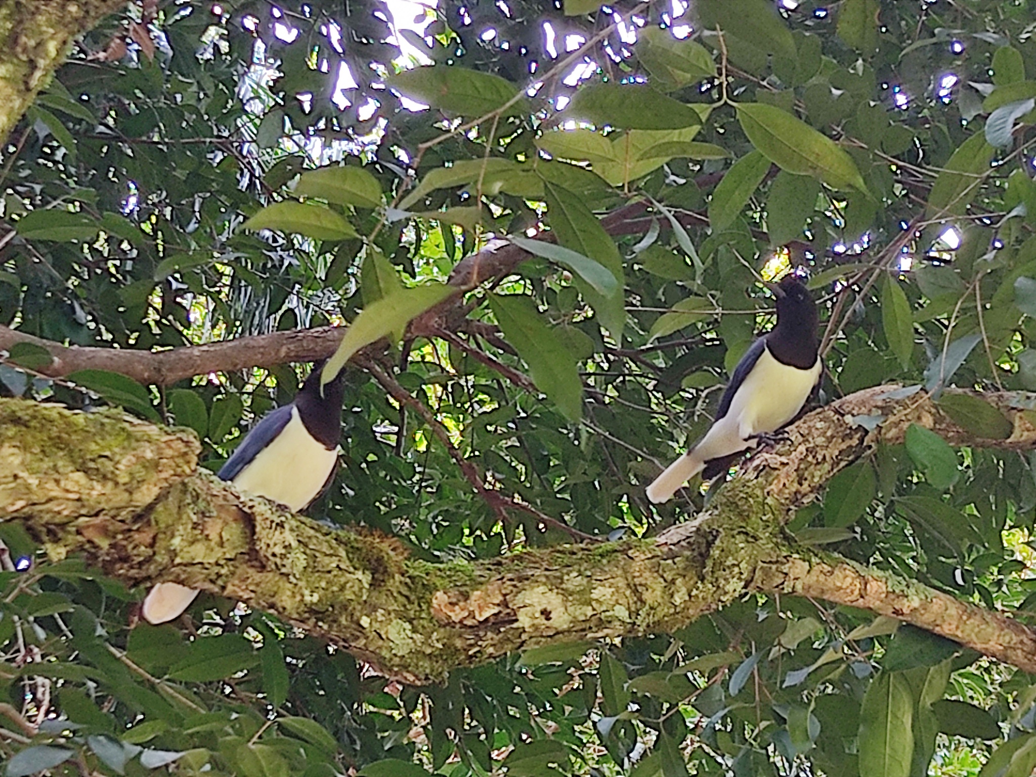 Curl-crested Jay (Cyanocorax cristatellus), photo 2