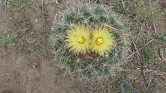Coryphantha pycnacantha