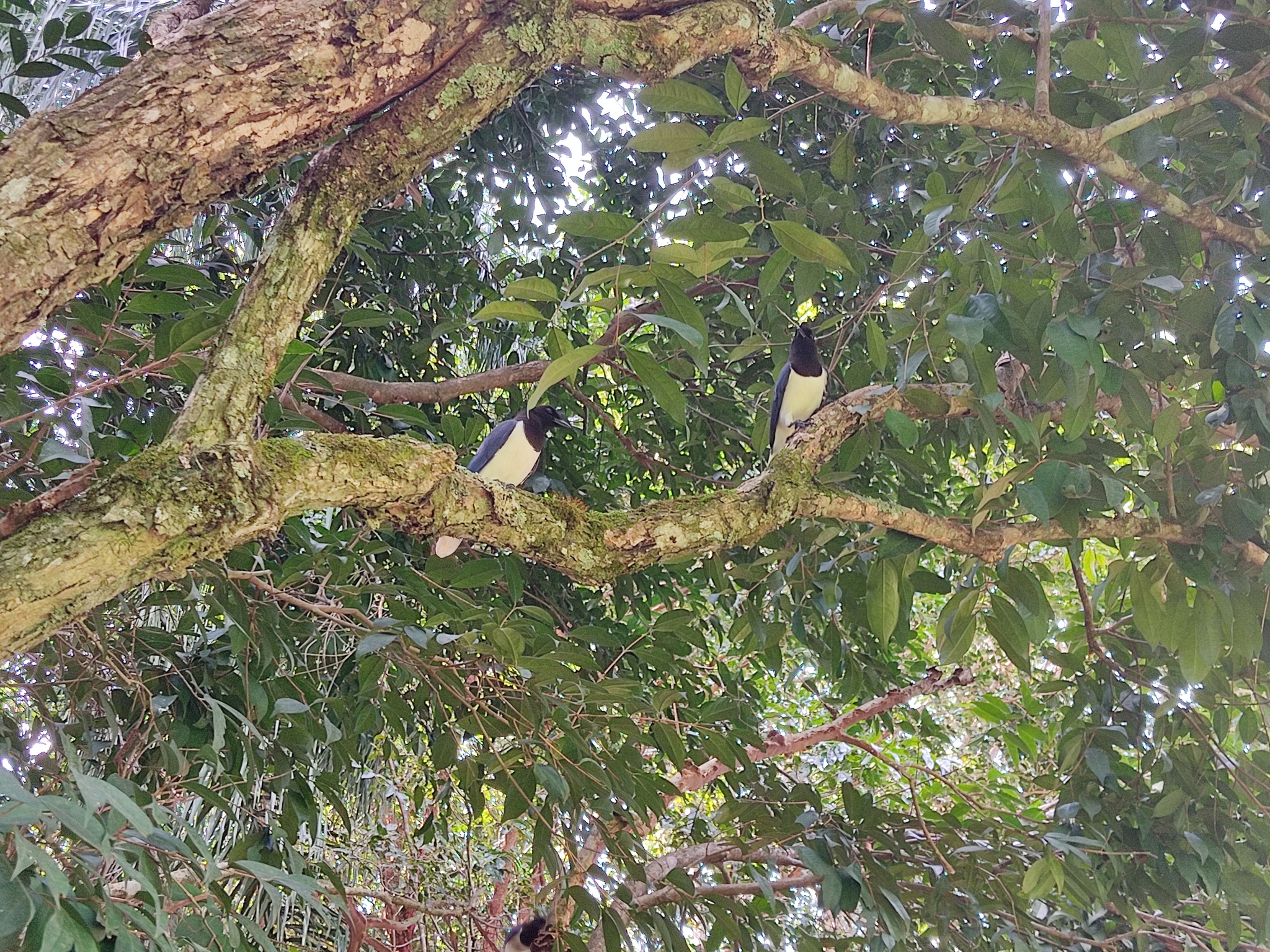 Curl-crested Jay (Cyanocorax cristatellus), photo 5