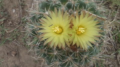 Coryphantha pycnacantha