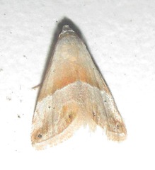 Eublemma rivula
