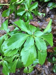 Pachysandra