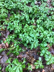 Pachysandra