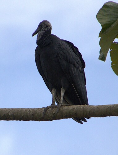 Black Vulture observed by nickleggatt