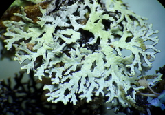 Hypogymnia lophyrea