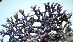 Hypogymnia lophyrea