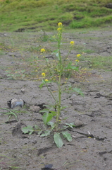 Rorippa barbareifolia