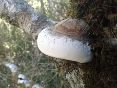 Fomitopsis hemitephra