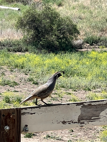 California Quail observed by ariana_thomas