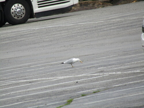 Ring-billed Gull observed by preventthetoast