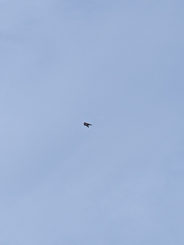 Osprey observed by oliver_knox