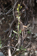 Rorippa barbareifolia