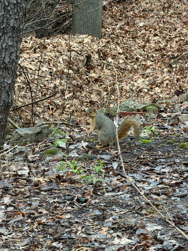Eastern Fox Squirrel observed by tommyc2005