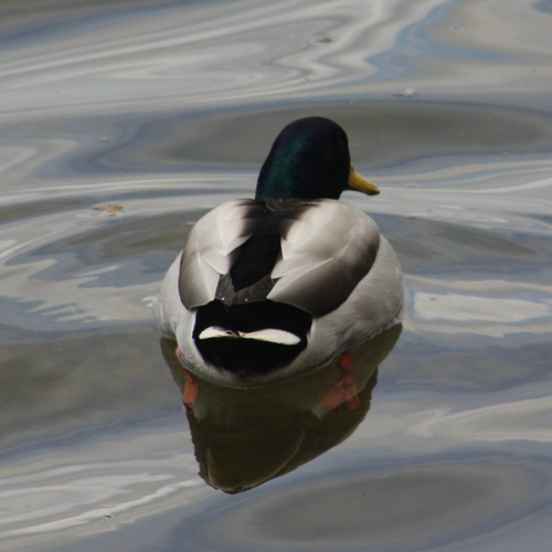 Mallard observed by maxrawlinson