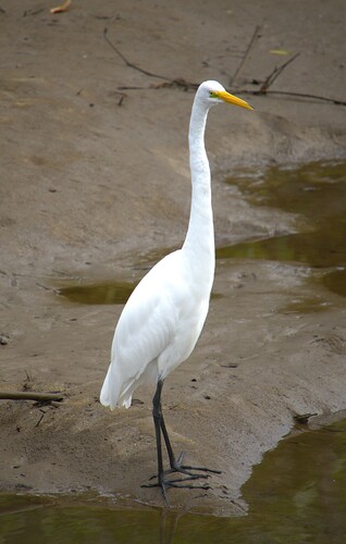 Great Egret observed by nickleggatt