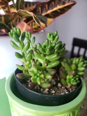 Sedum × rubrotinctum