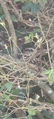 Song Sparrow observed by sloobyjr