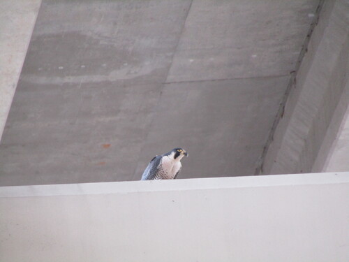 Peregrine Falcon observed by preventthetoast