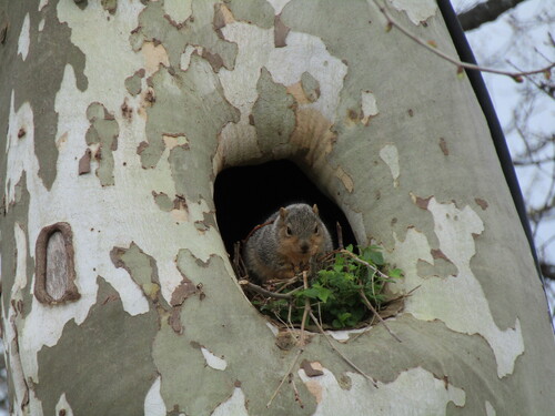 Eastern Fox Squirrel photographed in Ohio