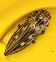 Chalcophora georgiana