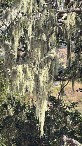 iNaturalist observation photo of lace lichen