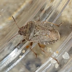 Hymenarcys nervosa