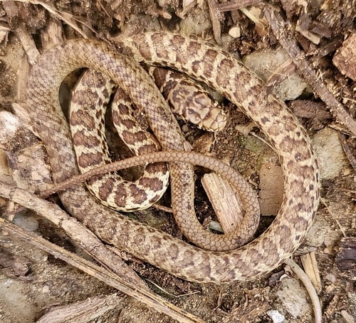 iNaturalist observation photo of North American Racer